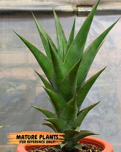 Sansevieria August (#Ba89) | Imported Snake Plant