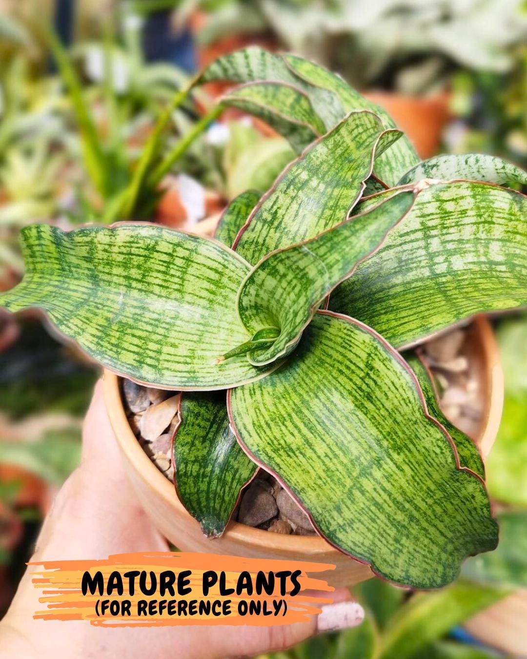 Sansevieria Semanggi (#Ba86) | Imported Hybrid Species