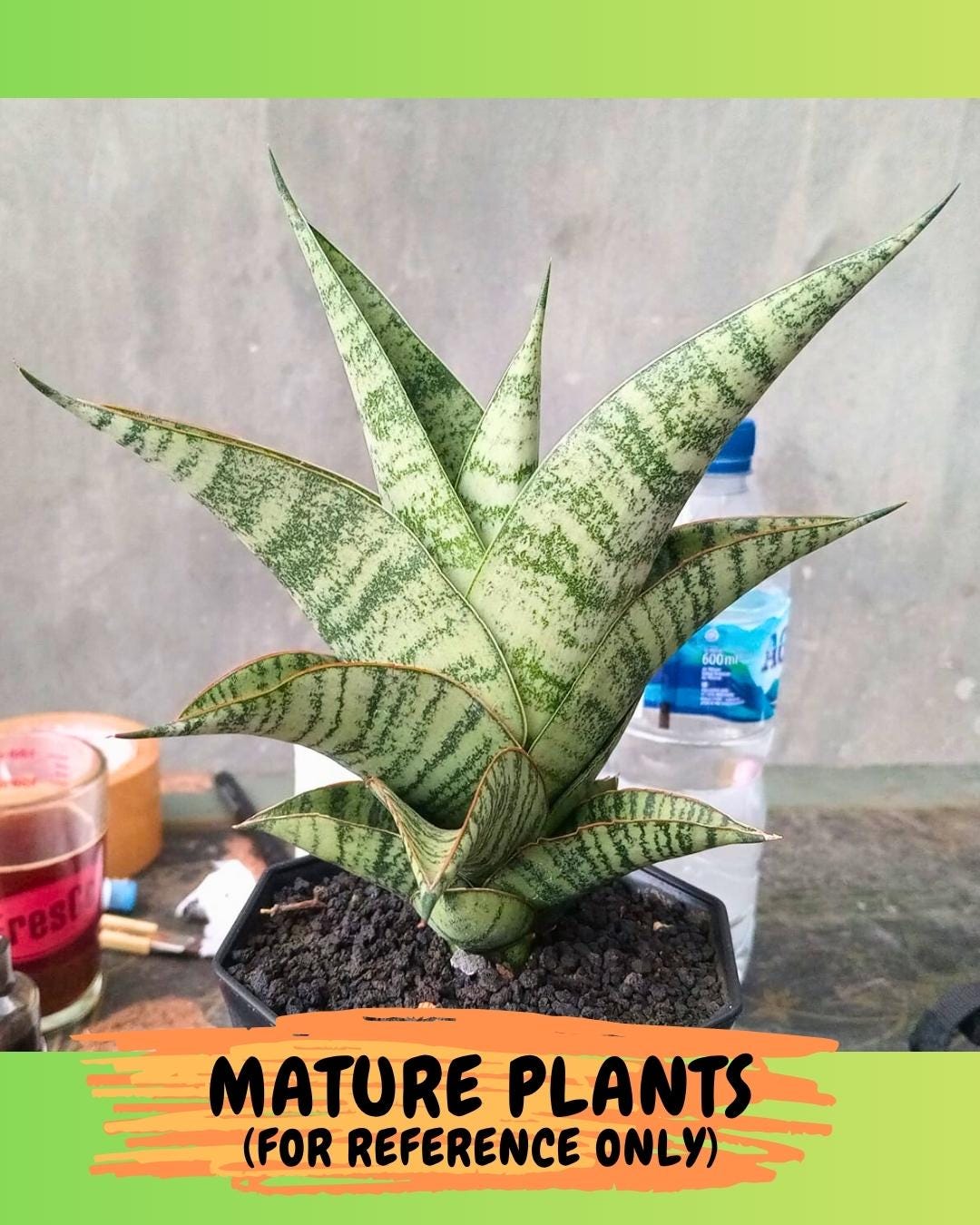 Sansevieria Gendut (#Ba55) | Imported Hybrid Species