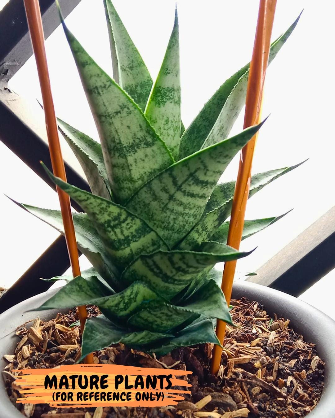 Sansevieria Emerly (#Ba53) | Imported Plant