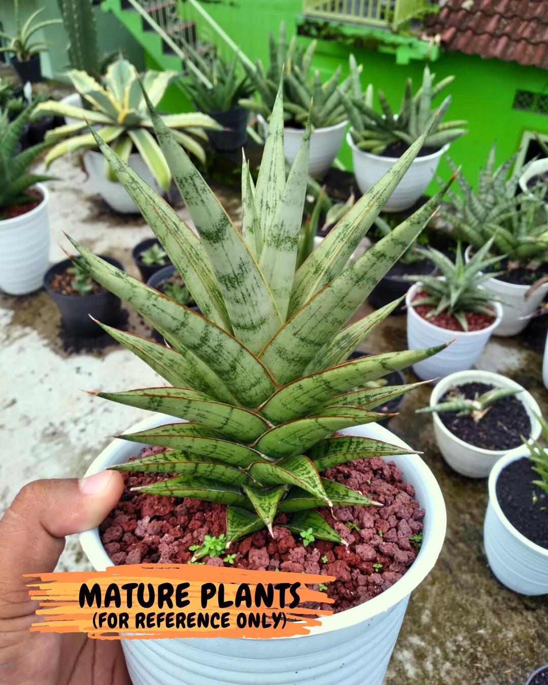 Sansevieria Kesia (#Ba61) | Rare Hybrid Snake Plant