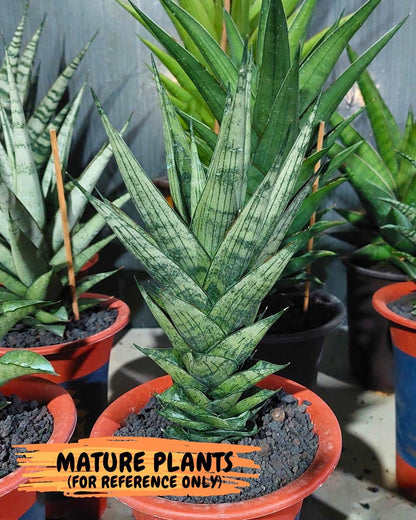 Sansevieria Zora (#Ba76) | Rare Snake Plant