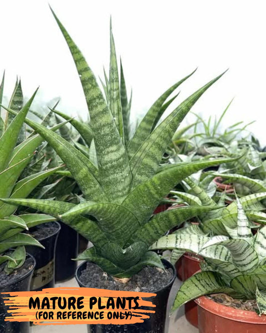 Sansevieria Jaya Prana (#Ba98) | Imported Hybrid Snake plant