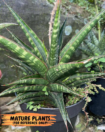 Sansevieria Shinta x Black Mlandi (#Ba105) | Imported Hybrid Snake plant