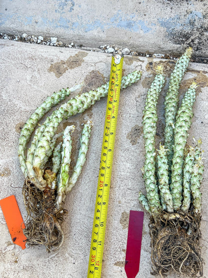 Variegated Euphorb Heteropodum Cluster (red)