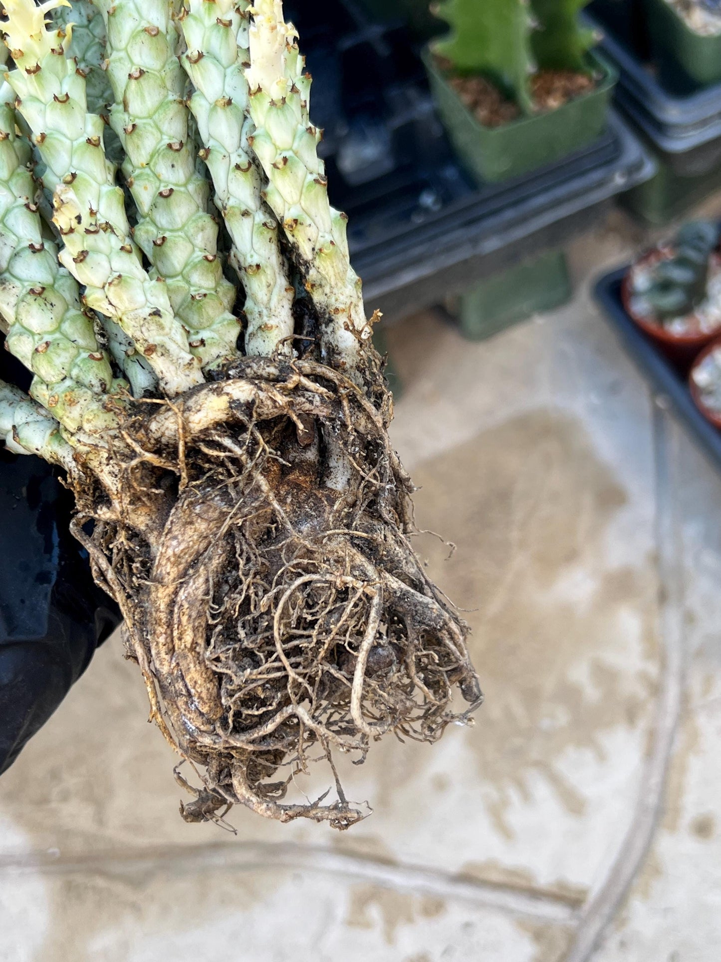 Variegated Euphorb Heteropodum Cluster (red)