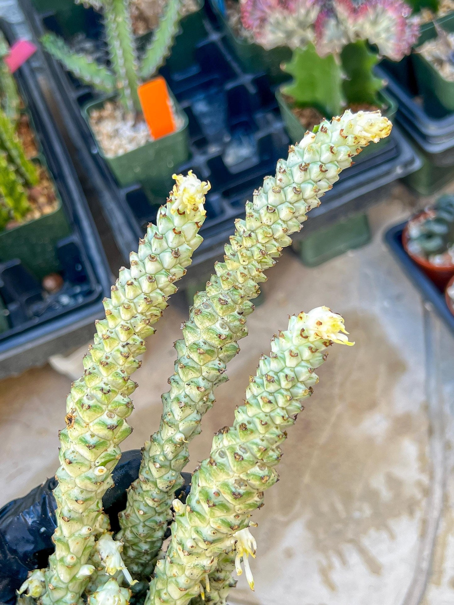 Variegated Euphorb Heteropodum Cluster (red)