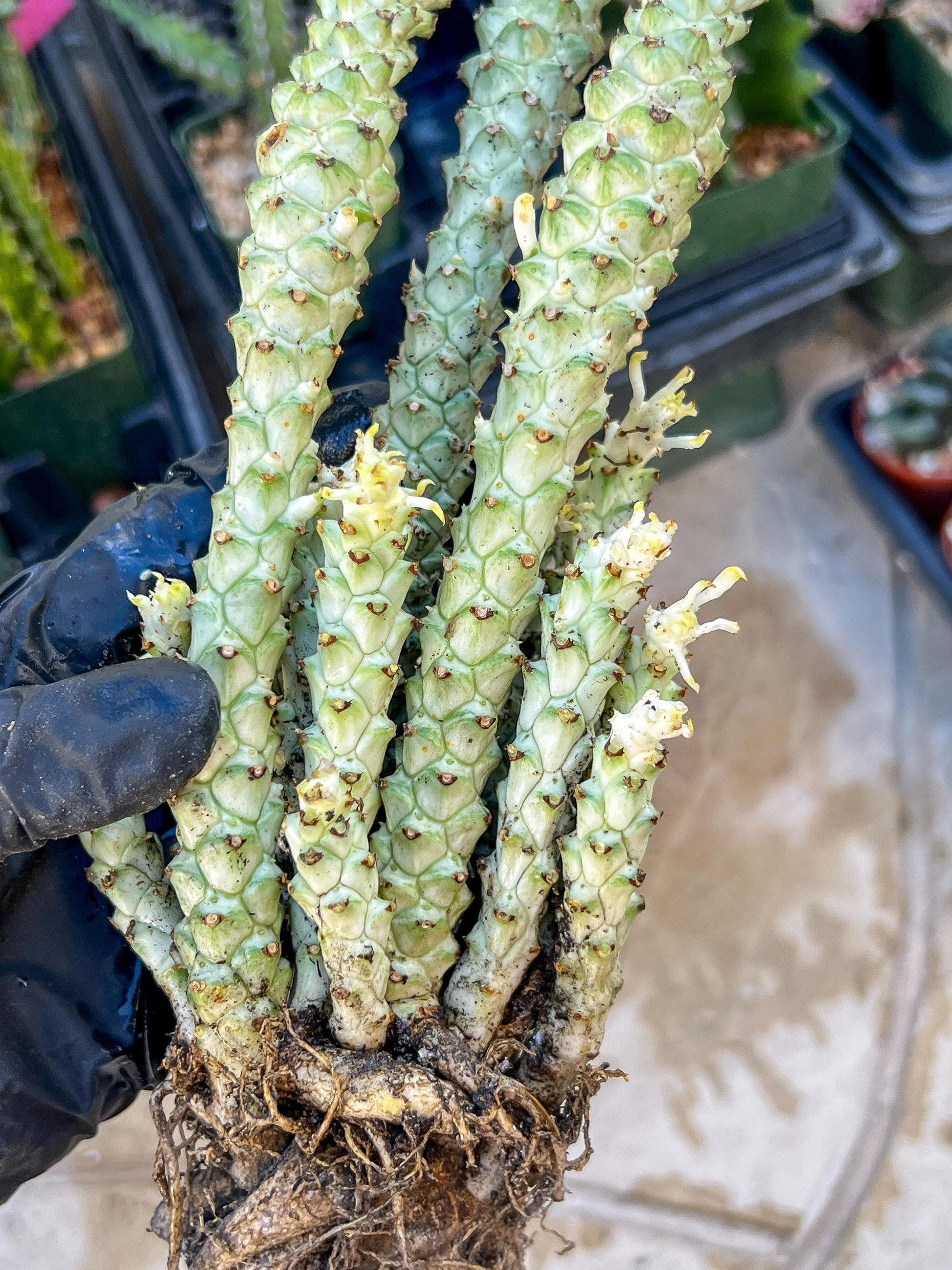 Variegated Euphorb Heteropodum Cluster (red)