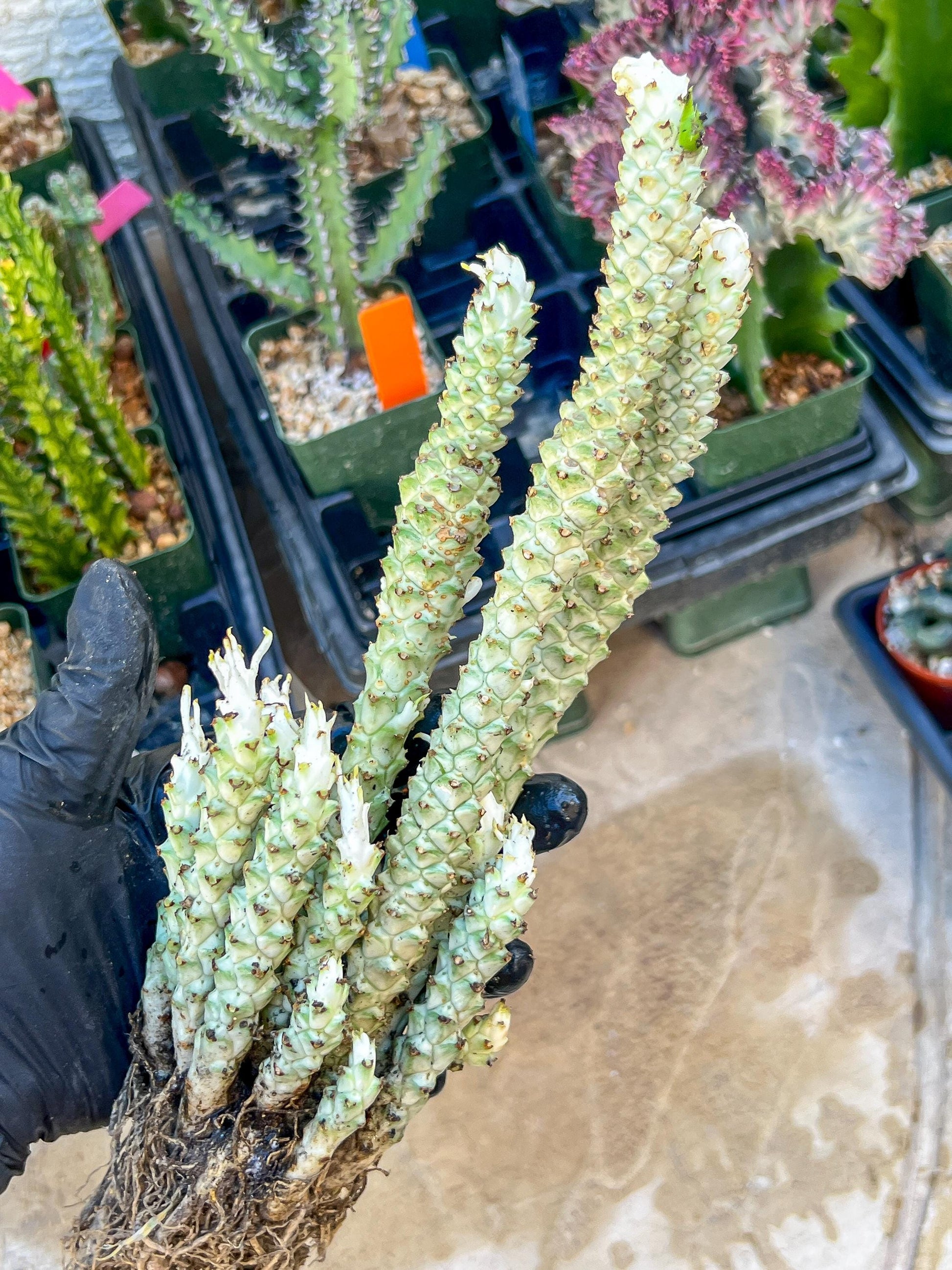 Variegated Euphorb Heteropodum Cluster (red)