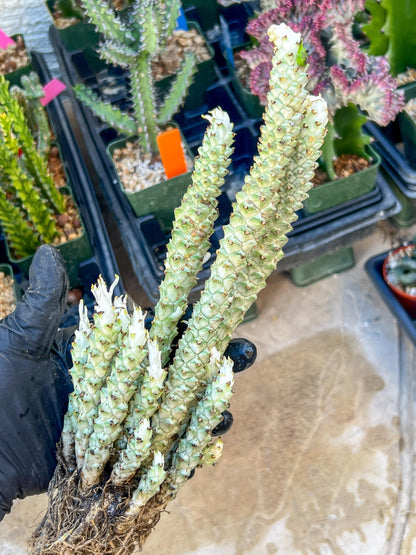 Variegated Euphorb Heteropodum Cluster (red)