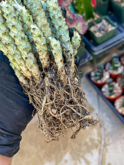 Variegated Euphorb Heteropodum Cluster (red)