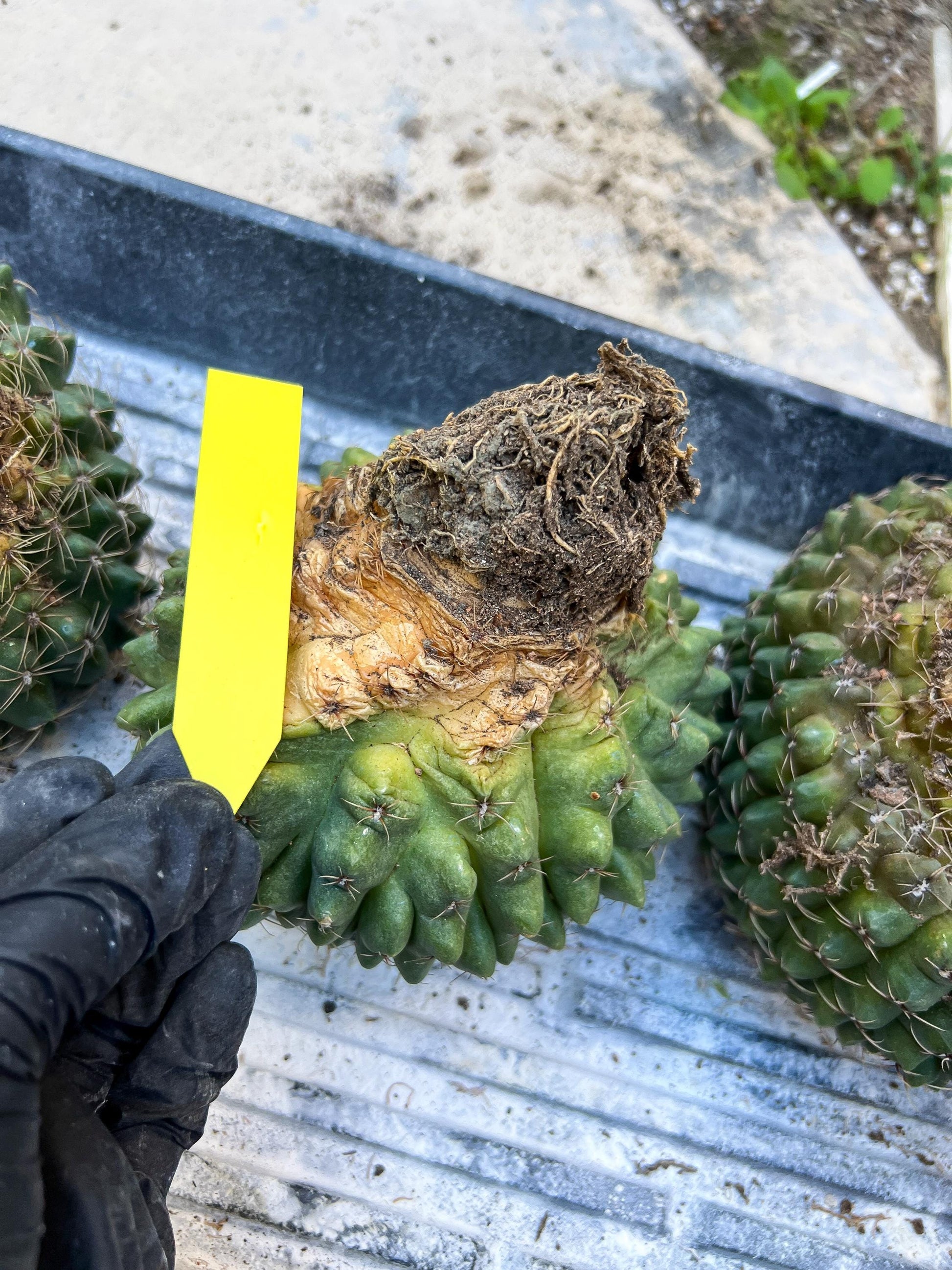 GIANT Gymnocalycium Baldianum Crested (Yellow) | Rare Cactus