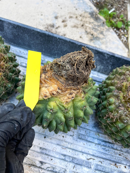 GIANT Gymnocalycium Baldianum Crested (Yellow) | Rare Cactus
