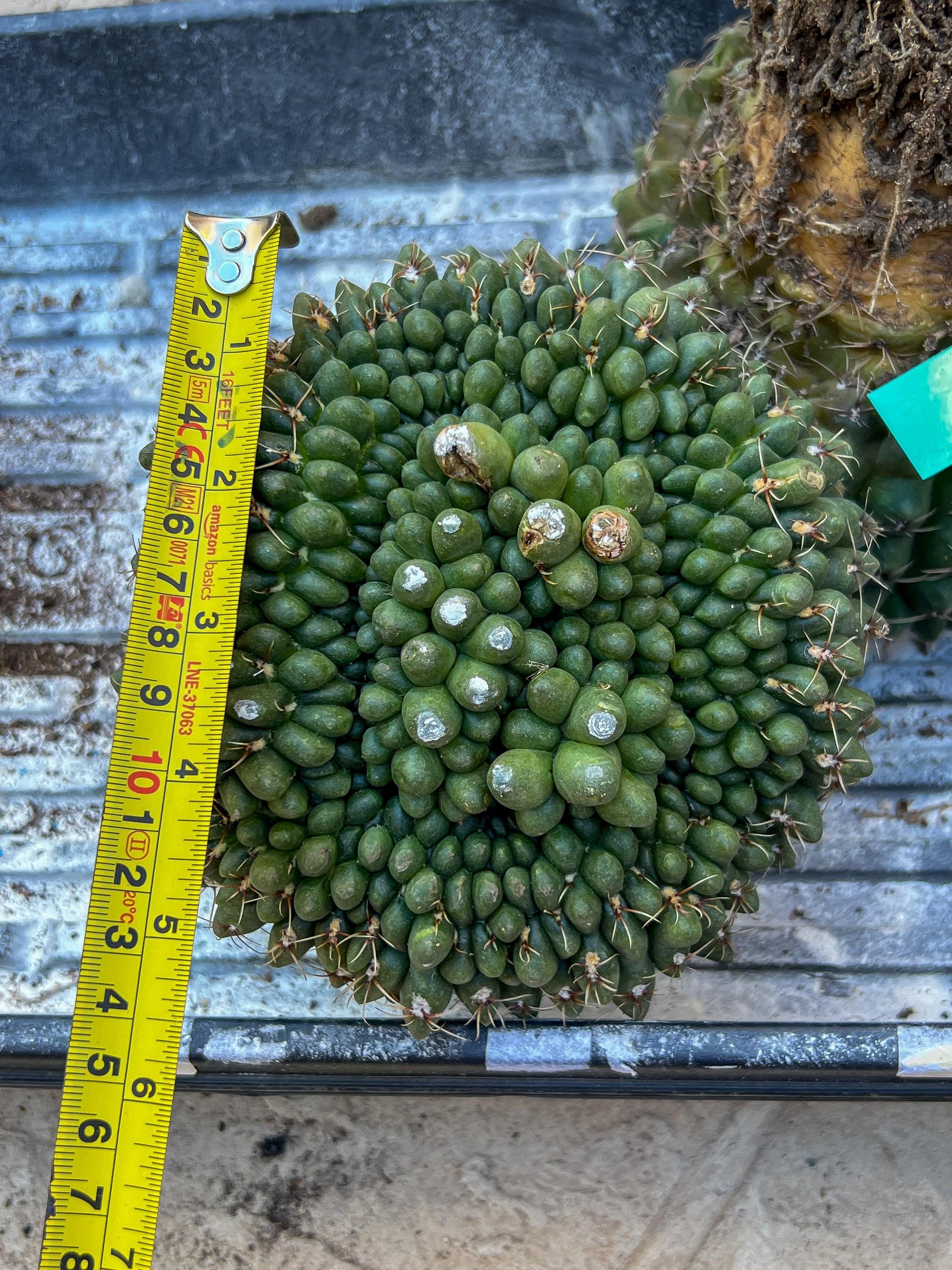 GIANT Gymnocalycium Baldianum Crested (Yellow) | Rare Cactus