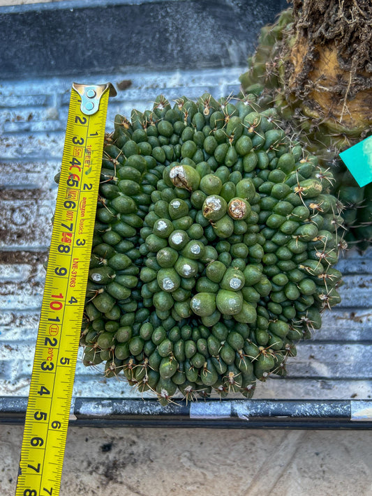 GIANT Gymnocalycium Baldianum Crested (Yellow) | Rare Cactus