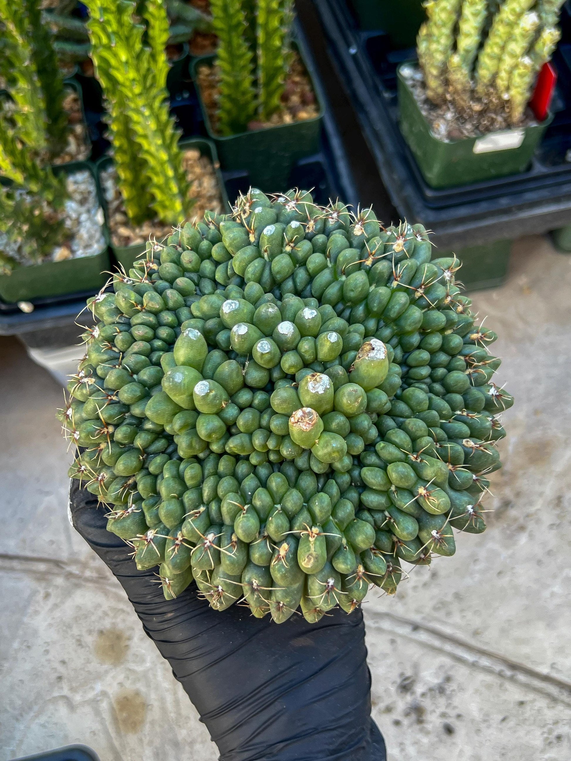 GIANT Gymnocalycium Baldianum Crested (Yellow) | Rare Cactus