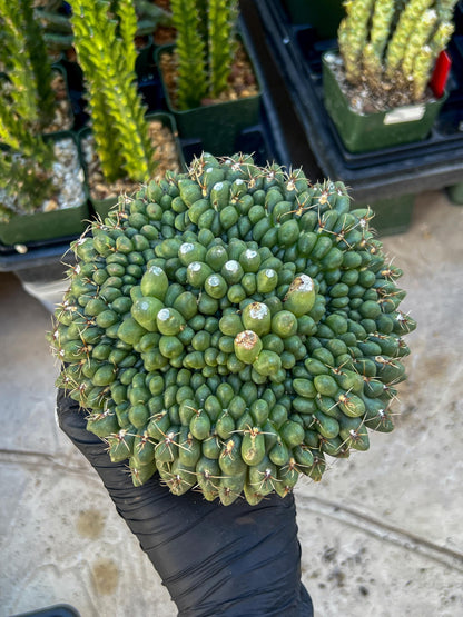 GIANT Gymnocalycium Baldianum Crested (Yellow) | Rare Cactus