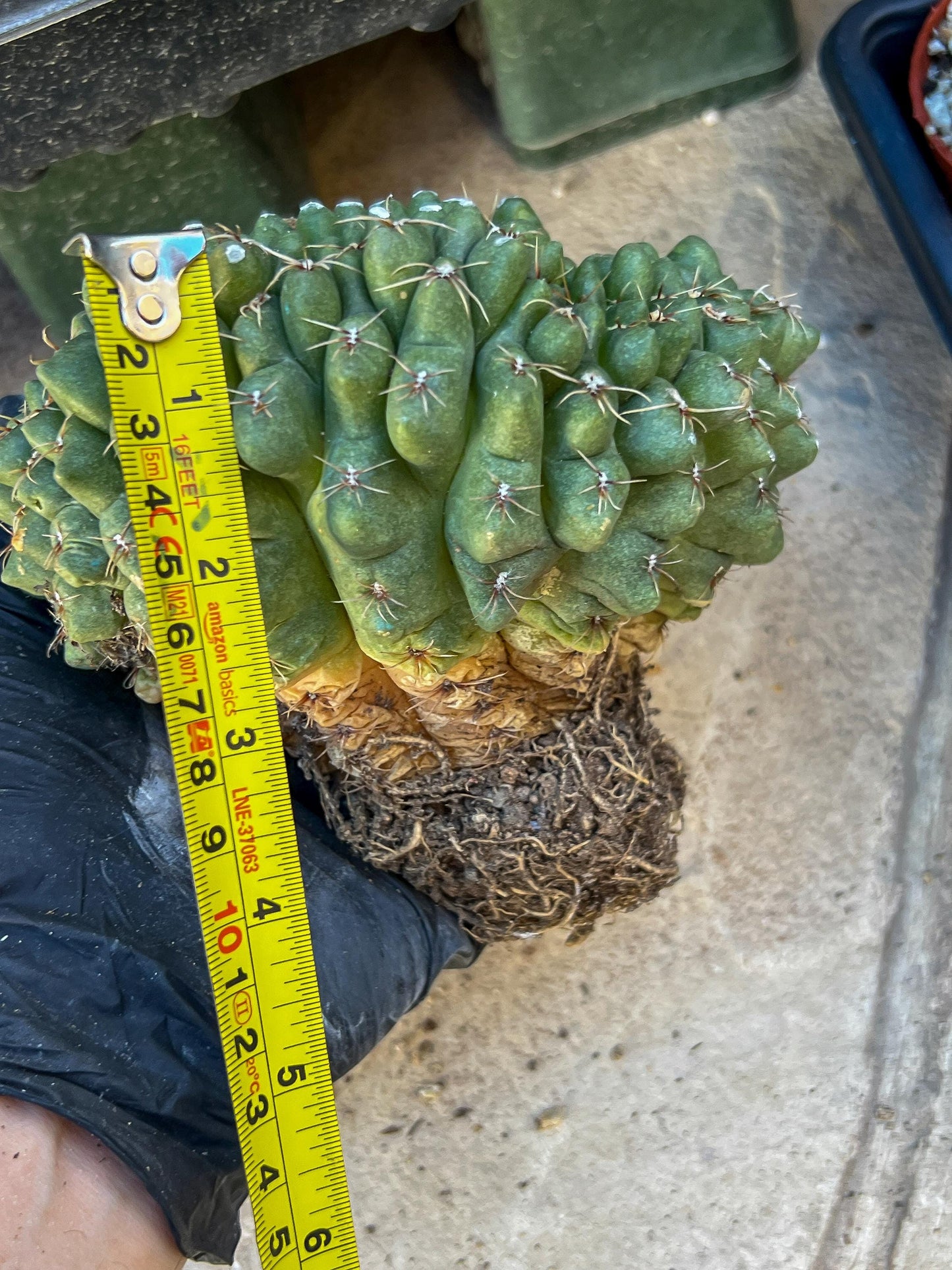 GIANT Gymnocalycium Baldianum Crested (Yellow) | Rare Cactus