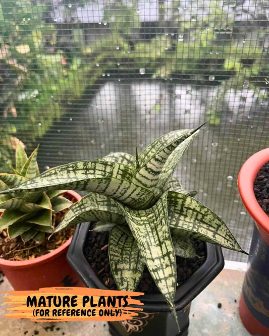 Sansevieria Josepin x Sindoro (#Ba97) | Imported Hybrid Snake plant