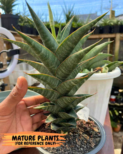 Sansevieria Black Hawk x Ariela (#Ba104) | Rare Snake Plant