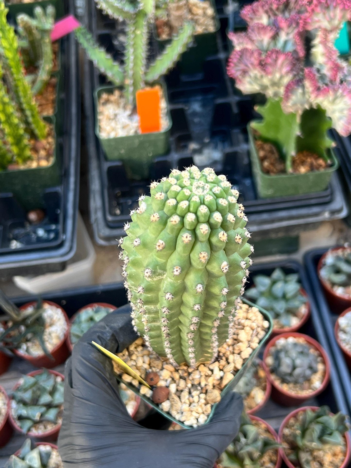 Trichocereus harrissima aka Trichocereus brevispinulosus | Imported