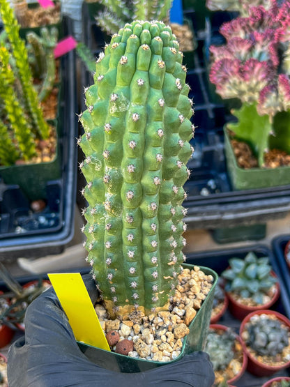 Trichocereus harrissima aka Trichocereus brevispinulosus | Imported