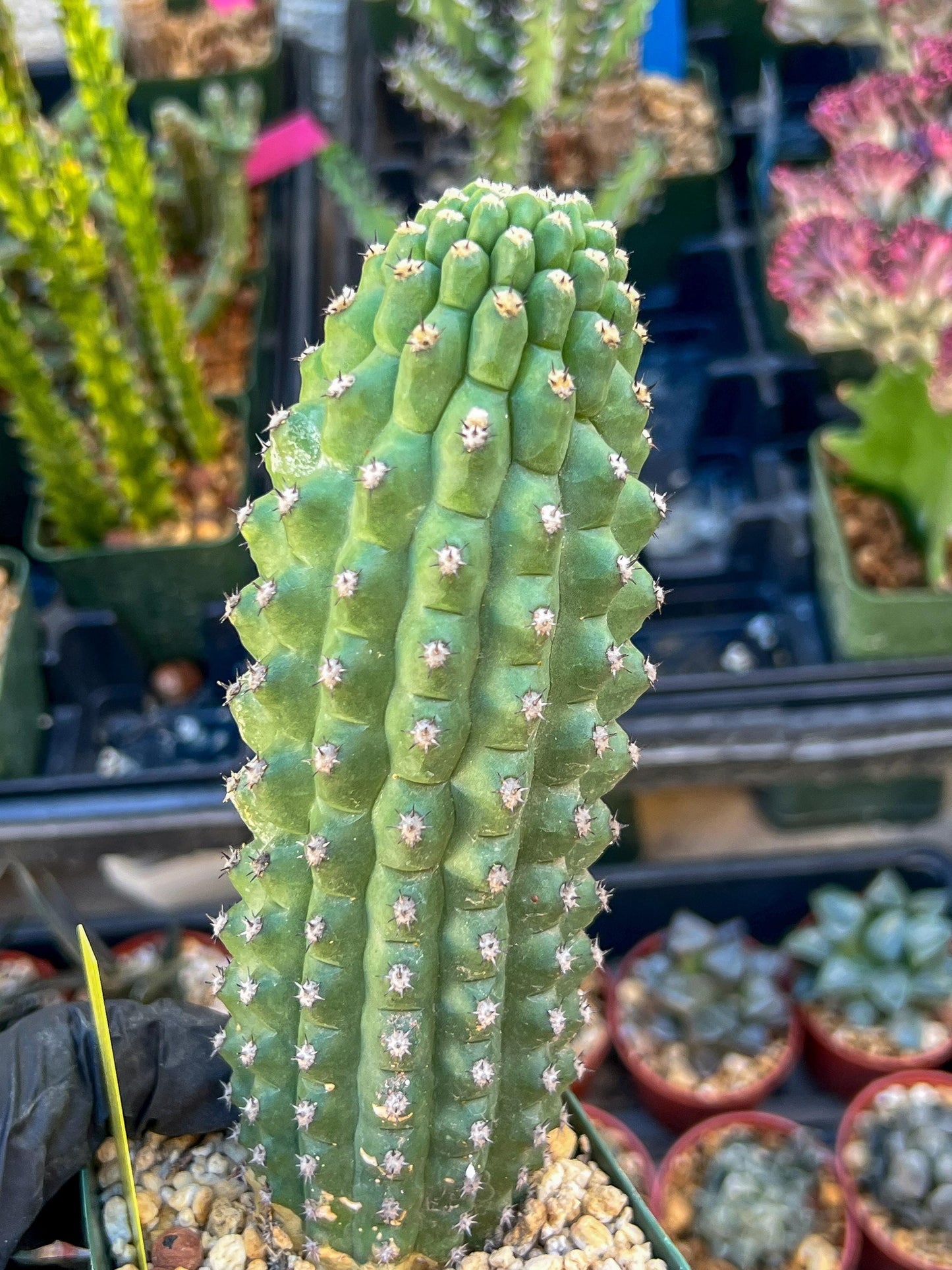 Trichocereus harrissima aka Trichocereus brevispinulosus | Imported