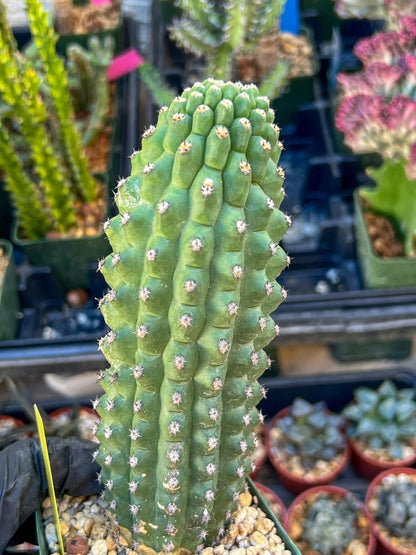 Trichocereus harrissima aka Trichocereus brevispinulosus | Imported