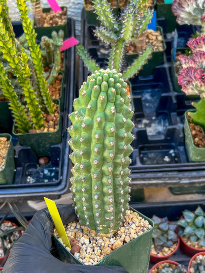 Trichocereus harrissima aka Trichocereus brevispinulosus | Imported
