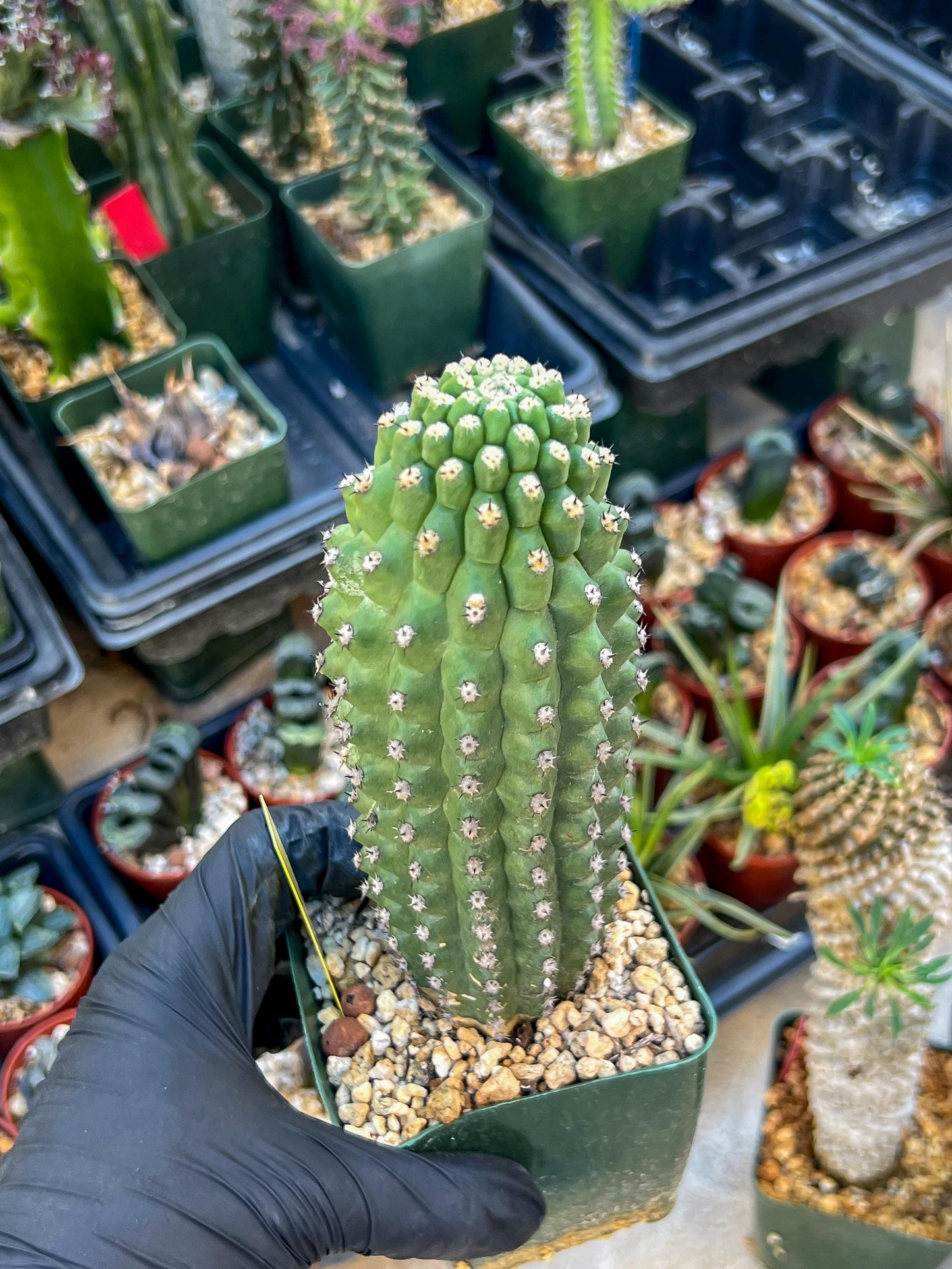 Trichocereus harrissima aka Trichocereus brevispinulosus | Imported
