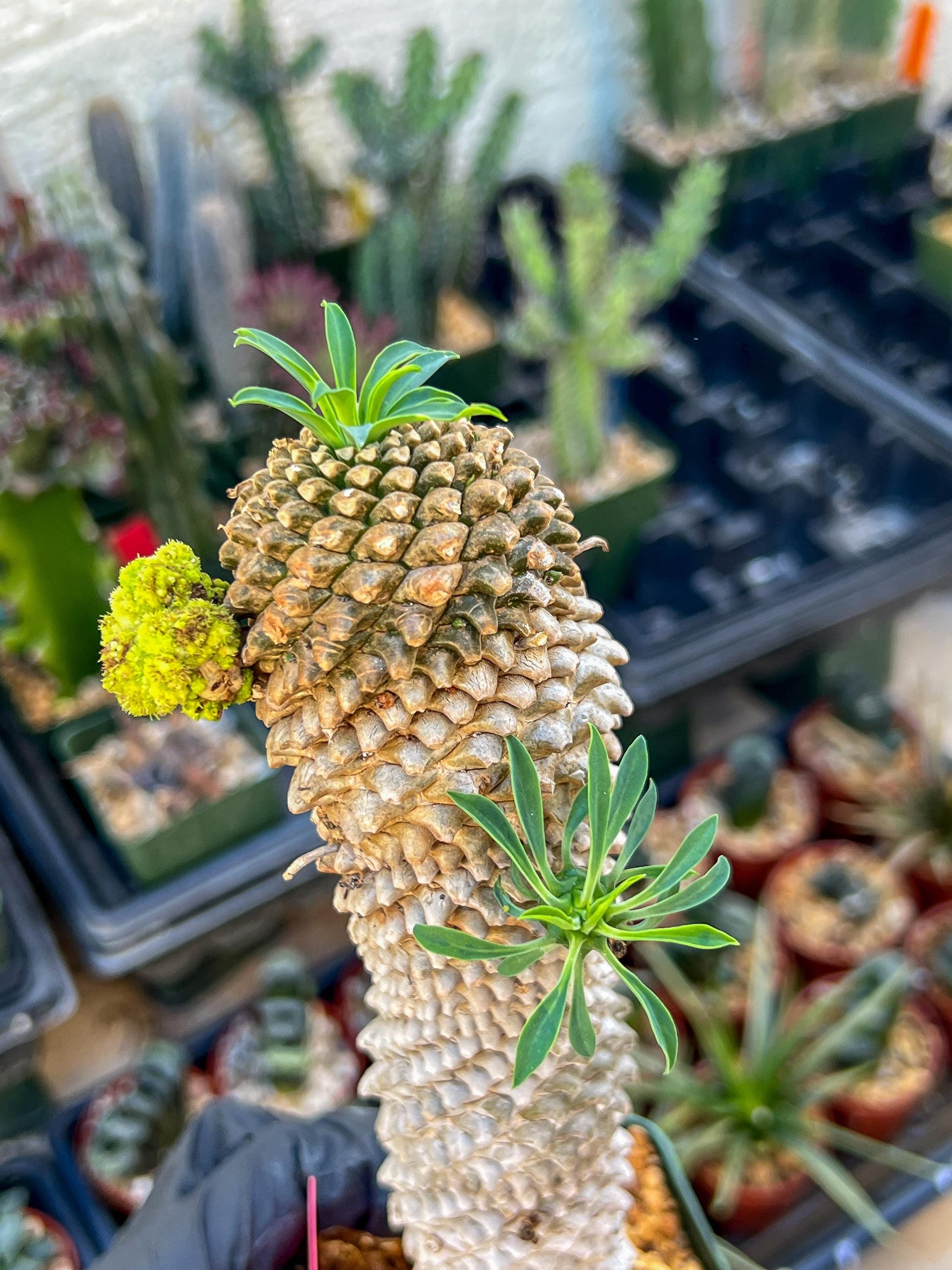 Euphorb Kaimagyoku or Hypogaea | Imported Plants