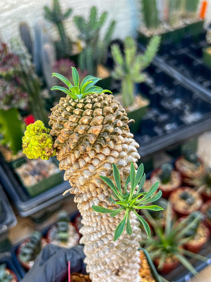 Euphorb Kaimagyoku or Hypogaea | Imported Plants