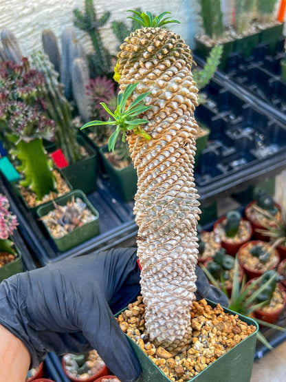 Euphorb Kaimagyoku or Hypogaea | Imported Plants