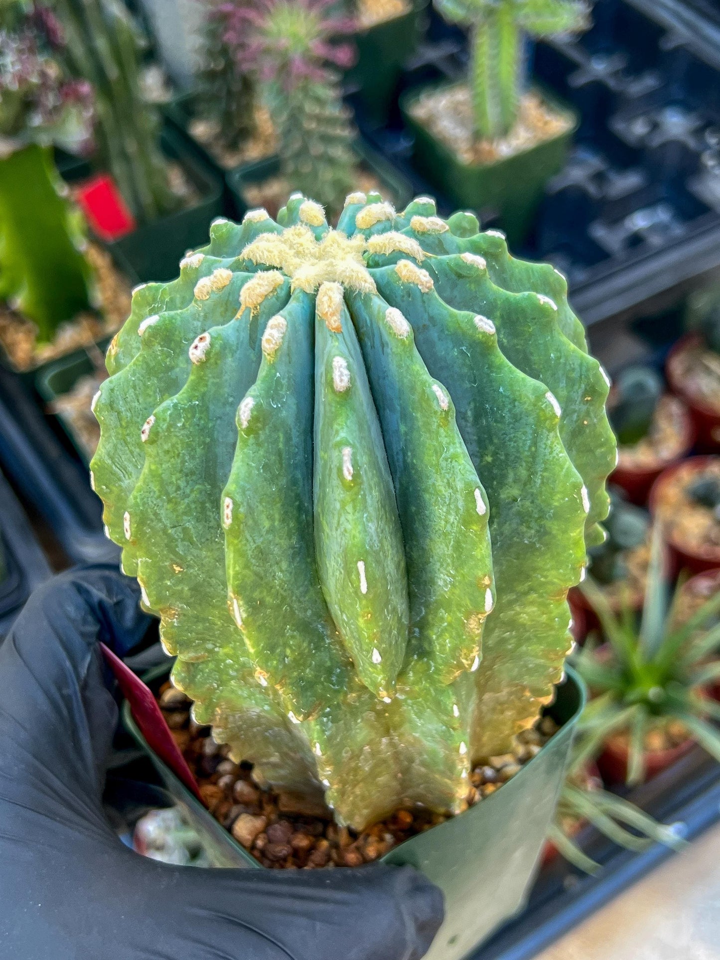 Ferocactus glaucescens inermis | Imported Plants