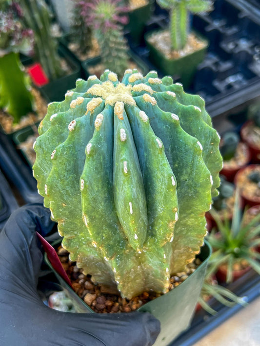 Ferocactus glaucescens inermis | Imported Plants