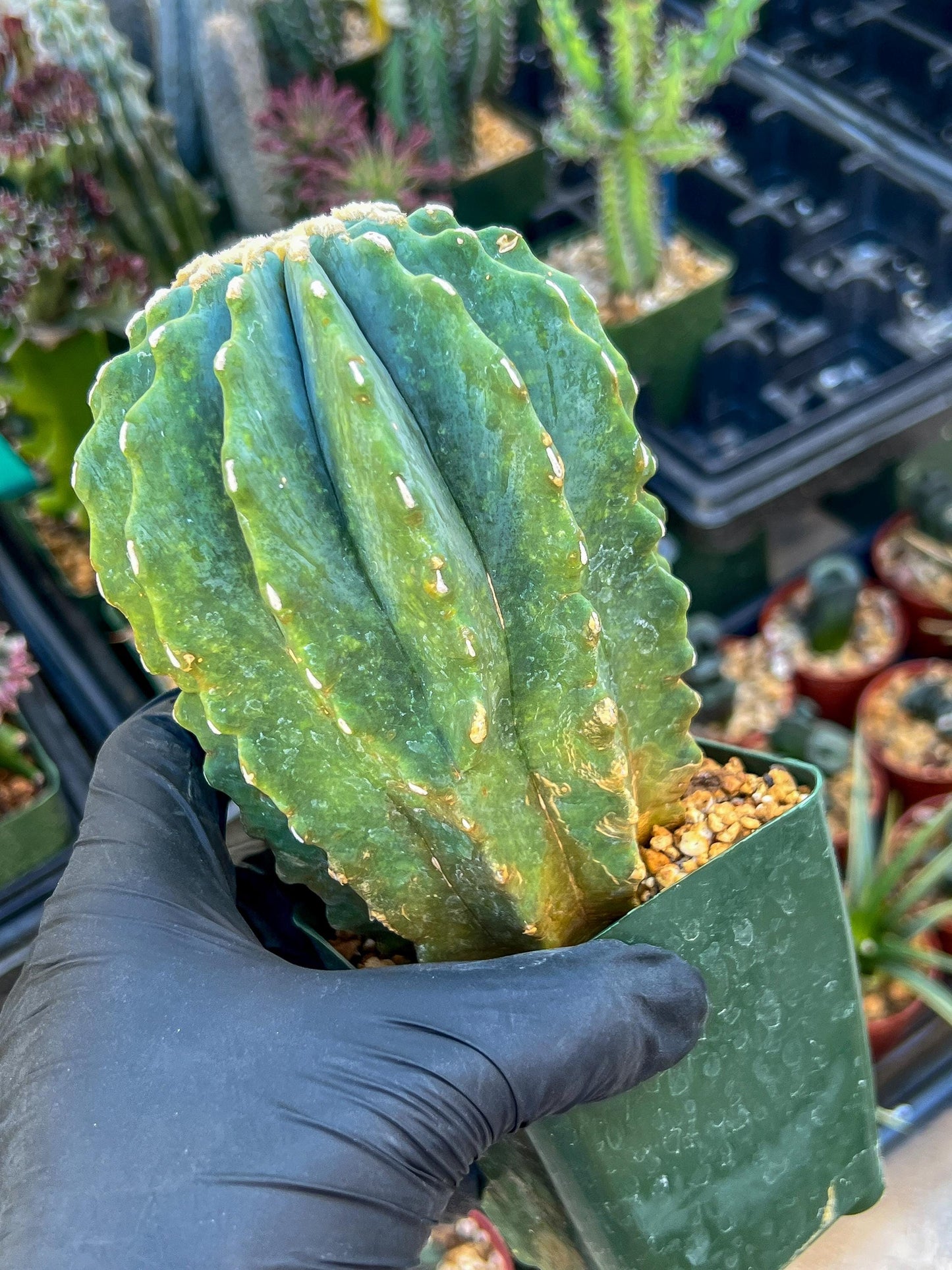 Ferocactus glaucescens inermis | Imported Plants