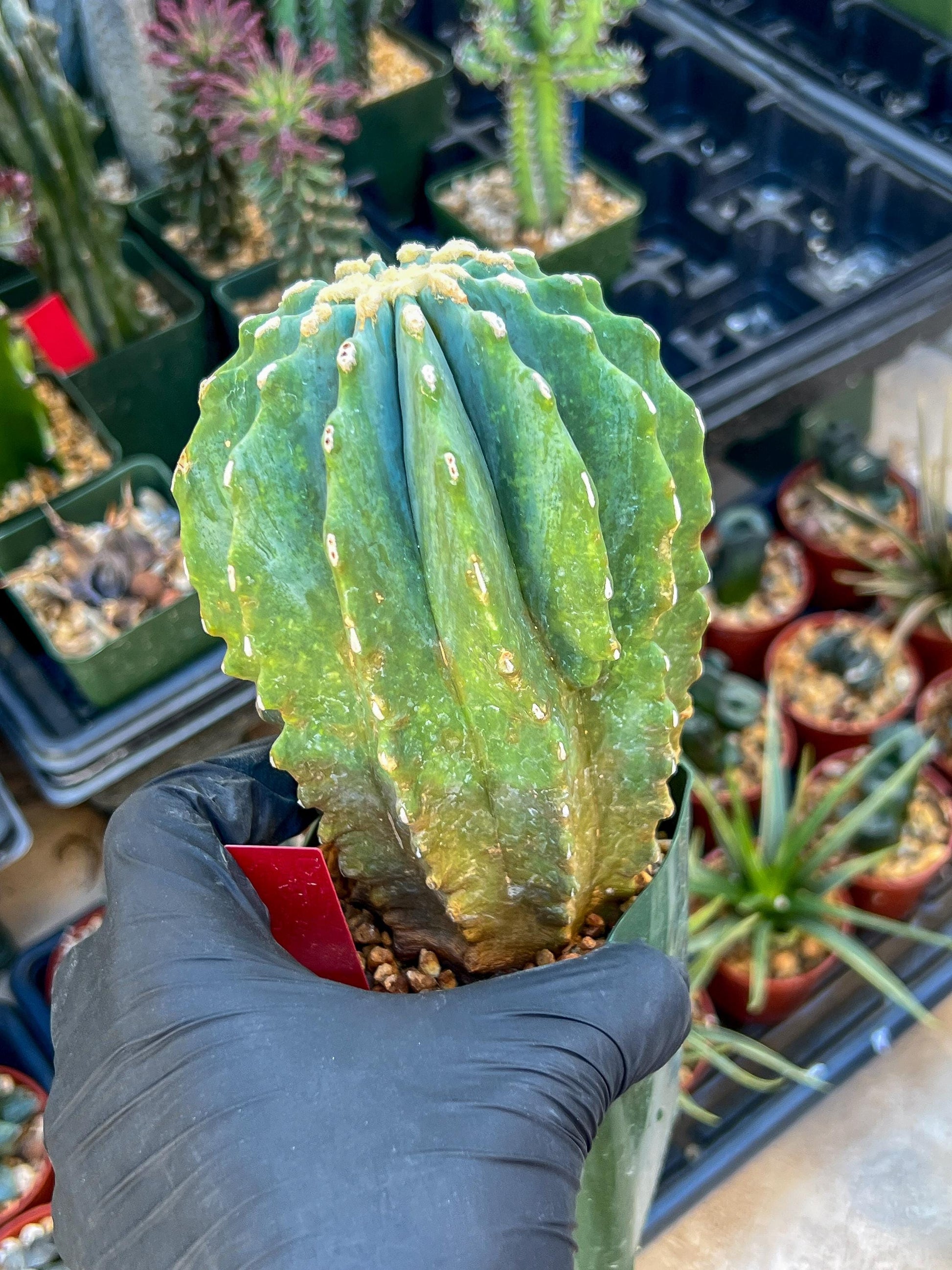 Ferocactus glaucescens inermis | Imported Plants