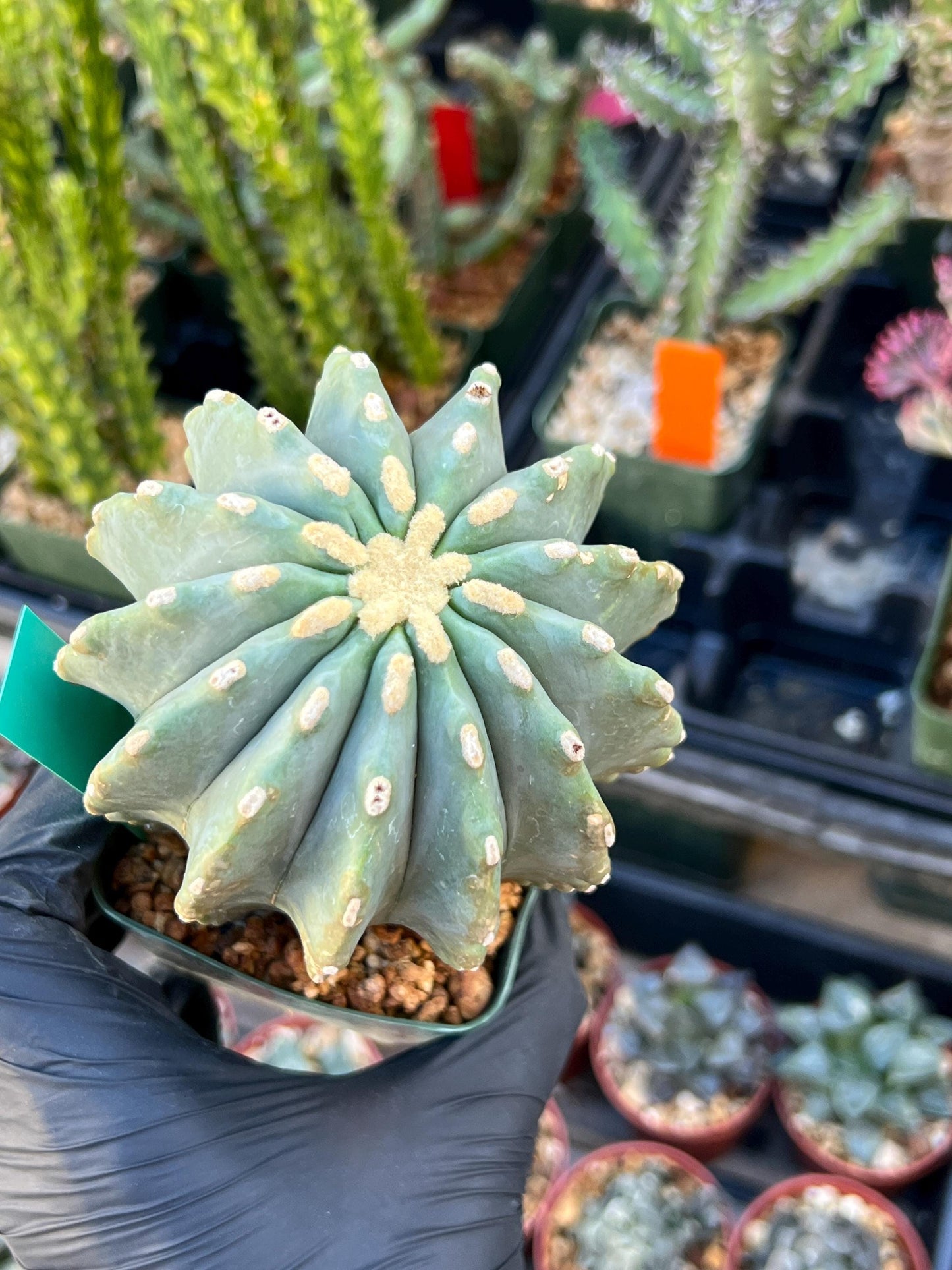Ferocactus glaucescens inermis (Green) | Imported Plants