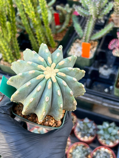 Ferocactus glaucescens inermis (Green) | Imported Plants