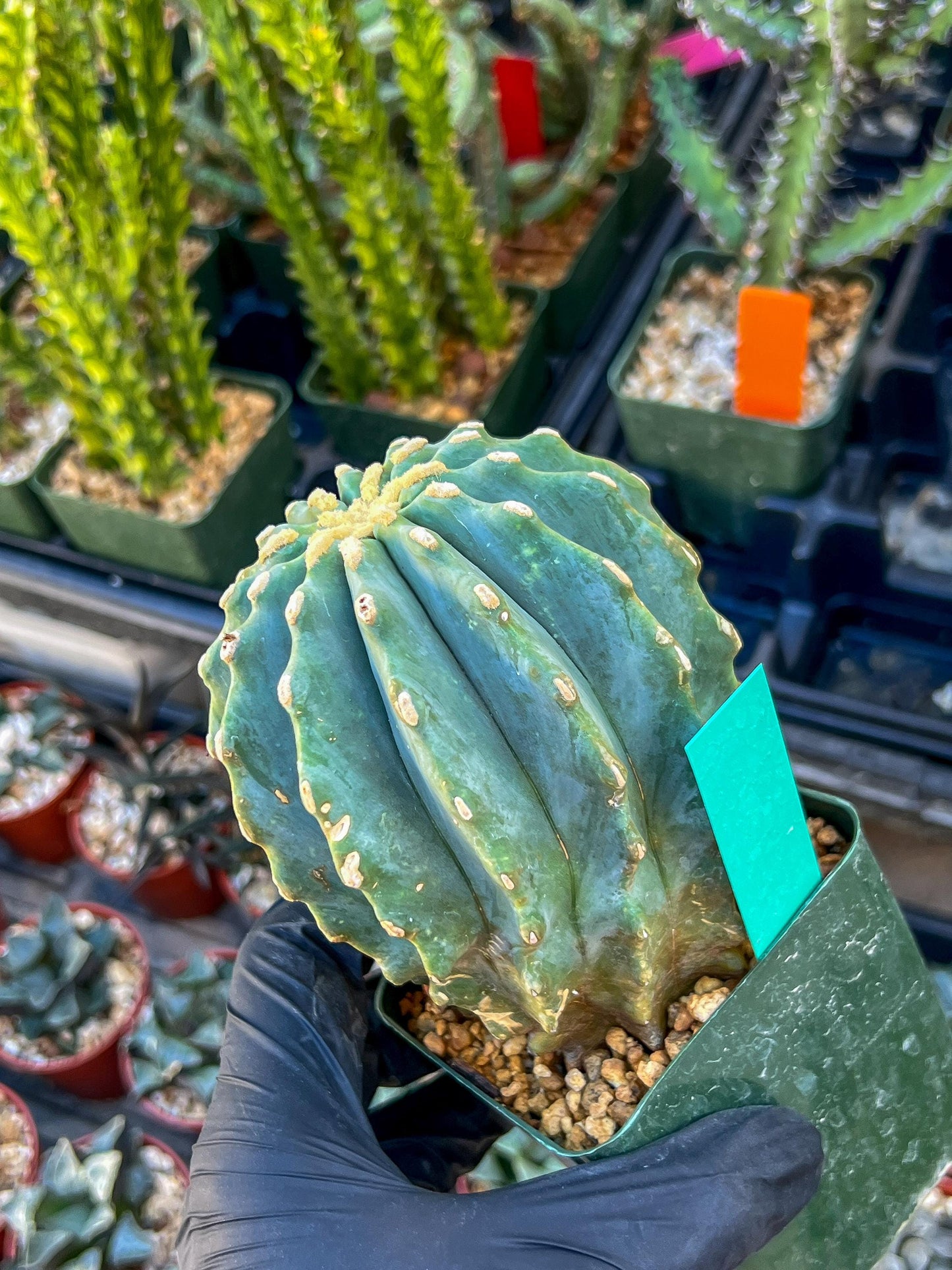 Ferocactus glaucescens inermis (Green) | Imported Plants