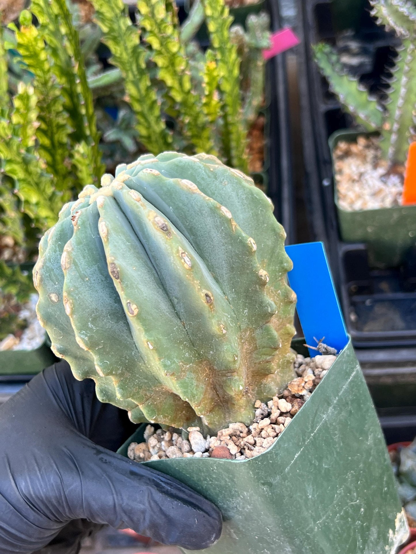 Ferocactus glaucescens inermis (Blue) | Imported Plants