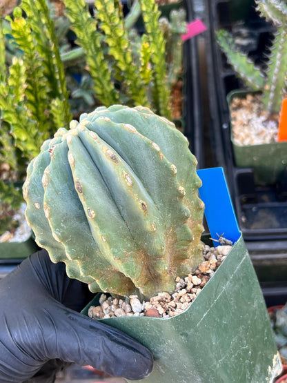 Ferocactus glaucescens inermis (Blue) | Imported Plants