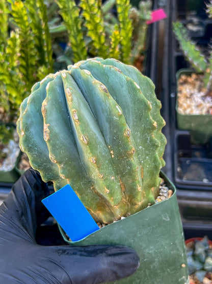 Ferocactus glaucescens inermis (Blue) | Imported Plants