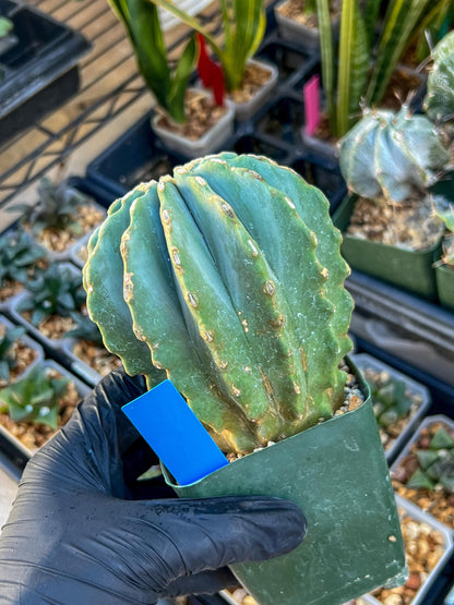 Ferocactus glaucescens inermis (Blue) | Imported Plants