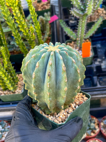 Ferocactus glaucescens inermis (Blue) | Imported Plants