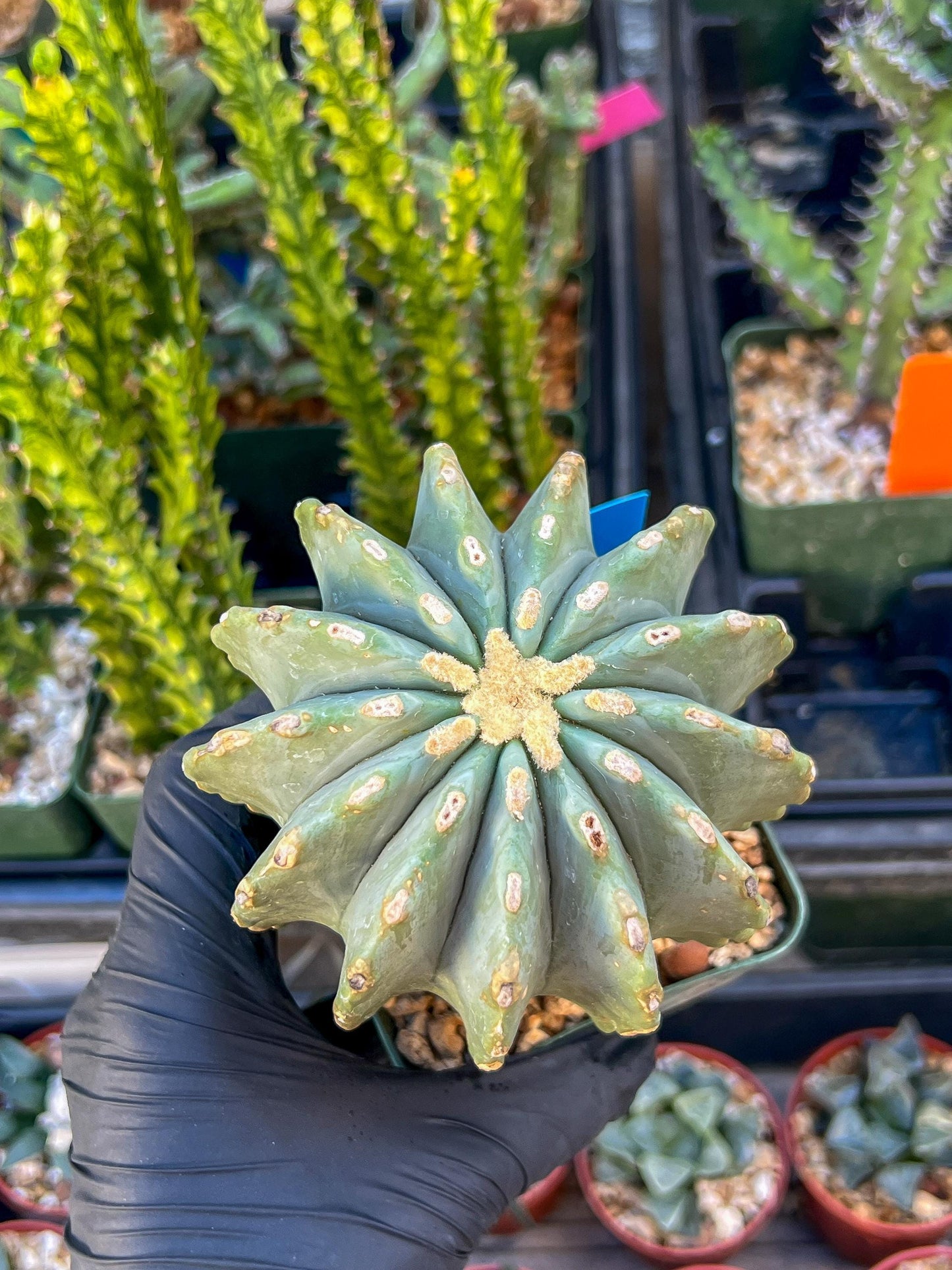 Ferocactus glaucescens inermis (Blue) | Imported Plants