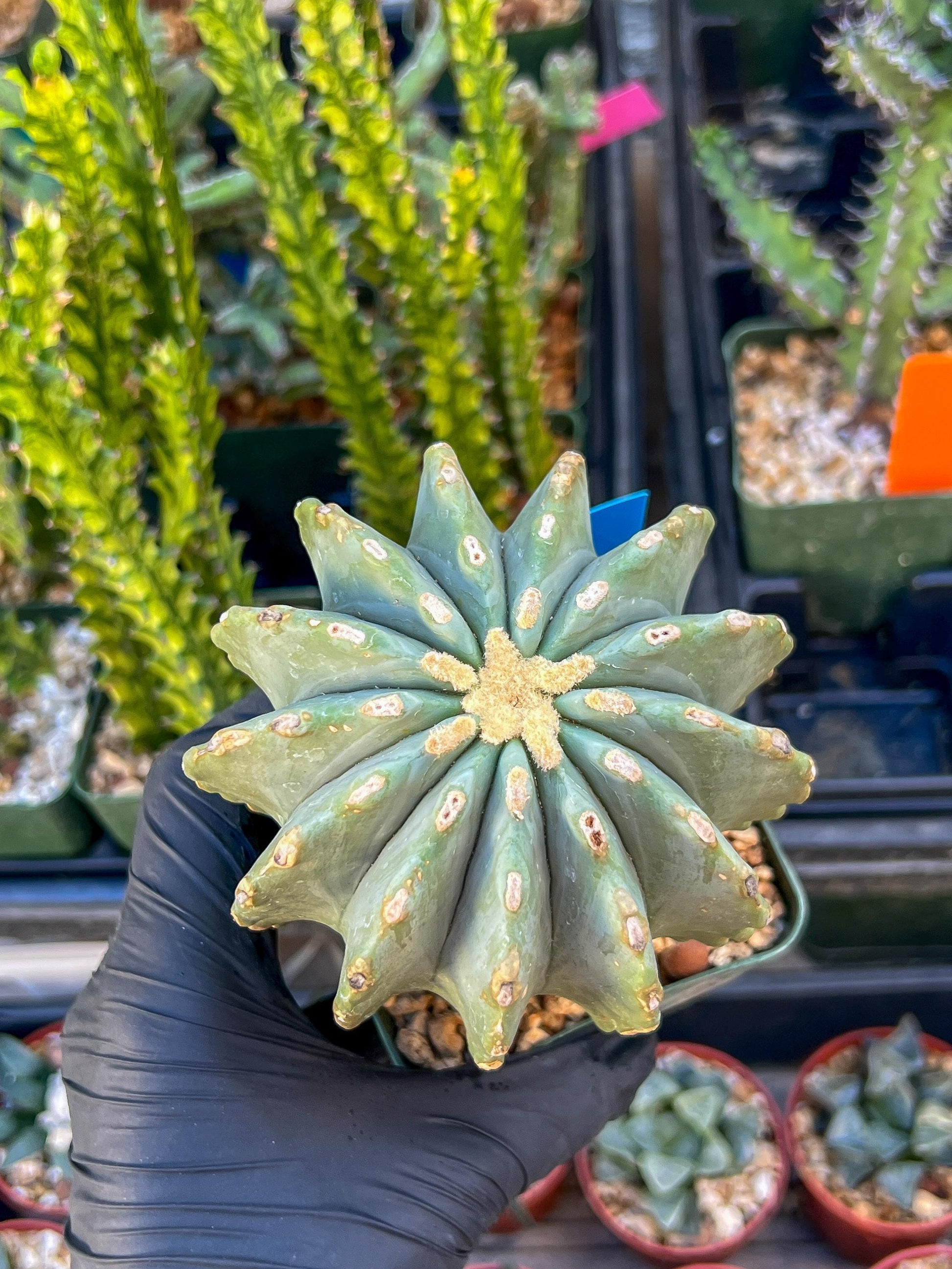 Ferocactus glaucescens inermis (Blue) | Imported Plants