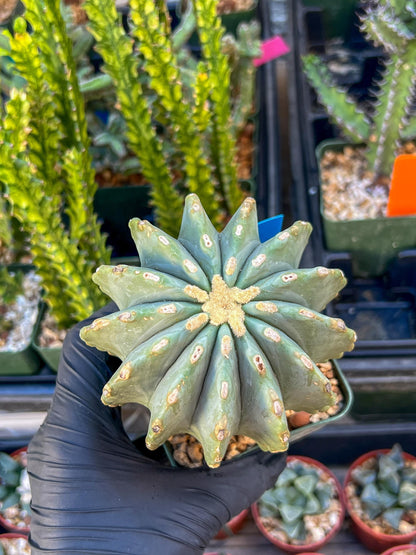 Ferocactus glaucescens inermis (Blue) | Imported Plants