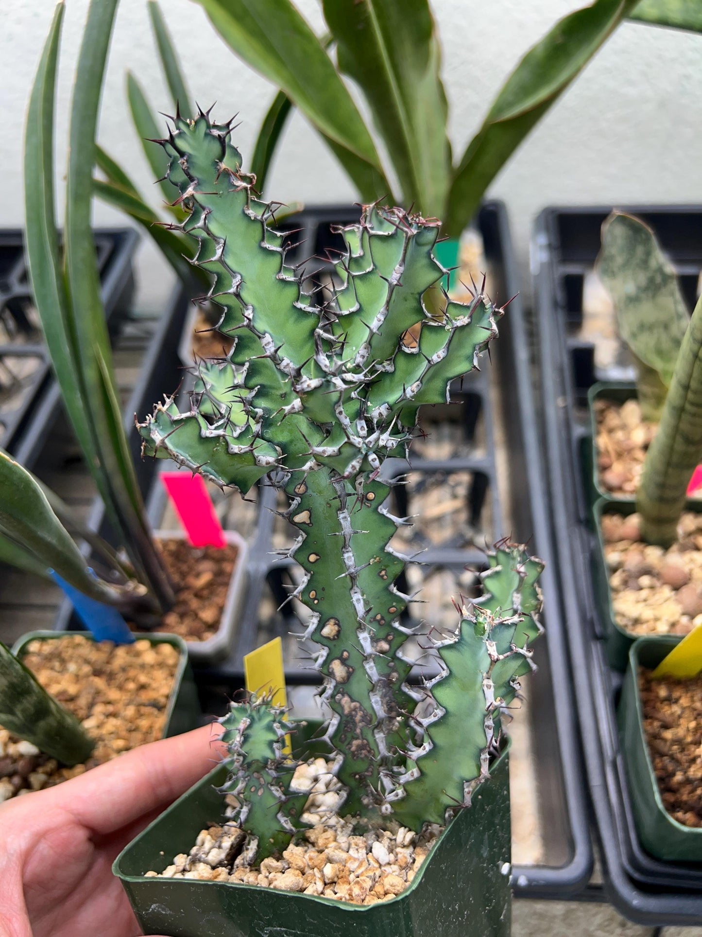 Cactus Petraea S. Carter (R-Y) | Around 7~8Inch tall