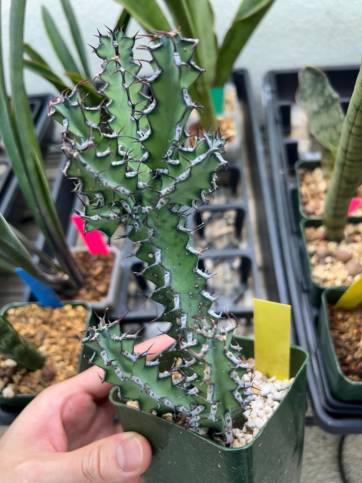 Cactus Petraea S. Carter (R-Y) | Around 7~8Inch tall